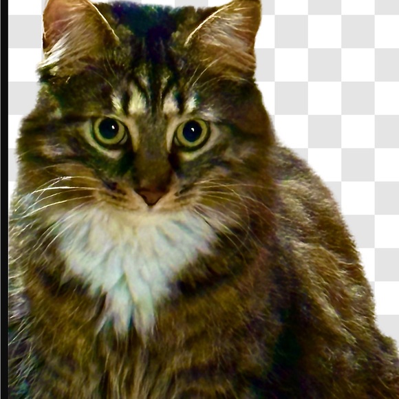 Meet your Posher - Picture 2 of 2